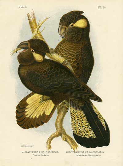 Funereal Cockatoo, 1891 by Gracius Broinowski